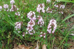 Origanum vulgare (1200 x 799)